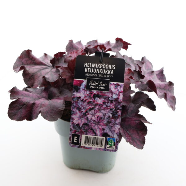 Helmikpööris 'Mulberry' C2 /Eestis kasvatatud