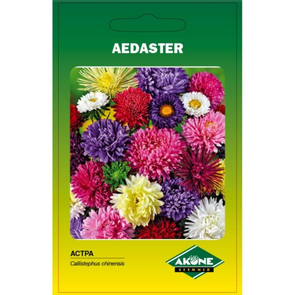 Aster 'Unicum' segu 0,5g