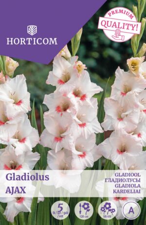 Gladiool ‘Ajax’ 5tk