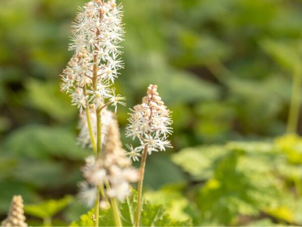 Südajas tiarell 'Moorgrün' P14 Eestis kasvatatud