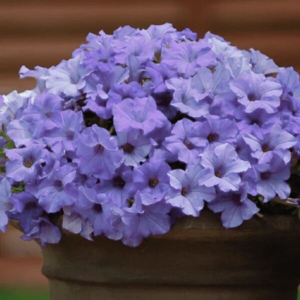 Petuunia 'Surfinia Heavenly Blue' 10tk