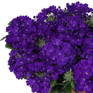 Aed-raudürt ‘Lindolena Blue’ 10tk