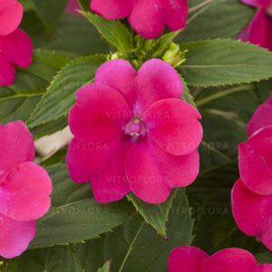 Sultan-lemmalts ‘SunPatiens® Compact Magenta Impr’ 10tk