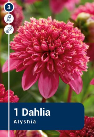 Daalia ‘Alysha’ 1tk