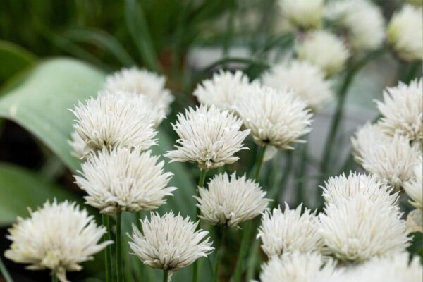 Murulauk 'Elbe' P12 Eestis kasvatatud