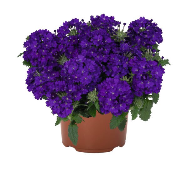 Aed-raudürt 'Lindolena Blue' 10tk