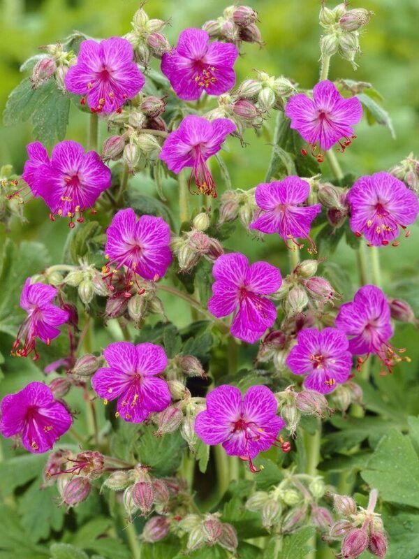 Risoomikas kurereha 'Bevan's Variety' P12 Eestis kasvatatud