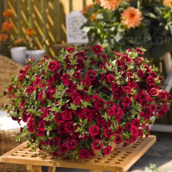 Puispetuunia 'Aloha Kona Dark Red' 10tk