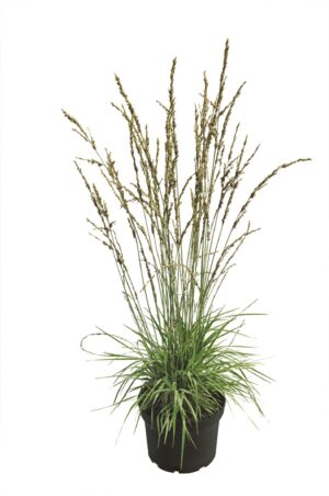 Harilik sinihelmikas ‘Torch’ P14 Eestis kasvatatud