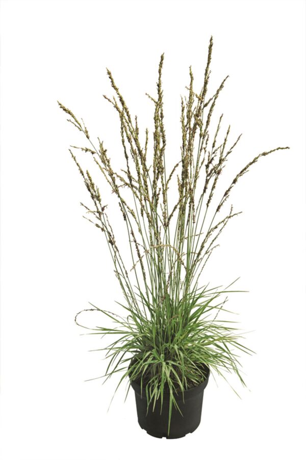 Harilik sinihelmikas 'Torch' P14 Eestis kasvatatud