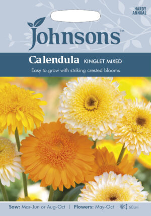 Saialill Kinglet segu