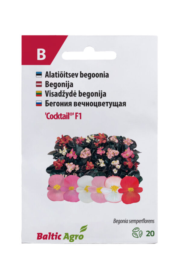 Begoonia 'Cocktail' 20s