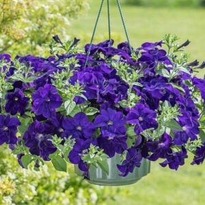 Petuunia ‘Fanfare Blue’ 10tk