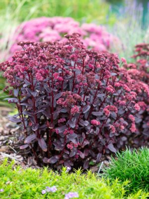 Kukehari ‘Touchdown Teak’ P17 Eestis kasvatatud