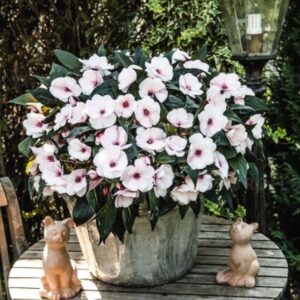 Sultan-lemmalts ‘Magnum White Blush’ 10tk