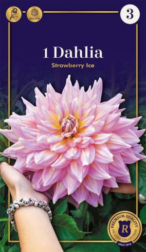 Daalia ‘Strawberry Ice’ 1tk