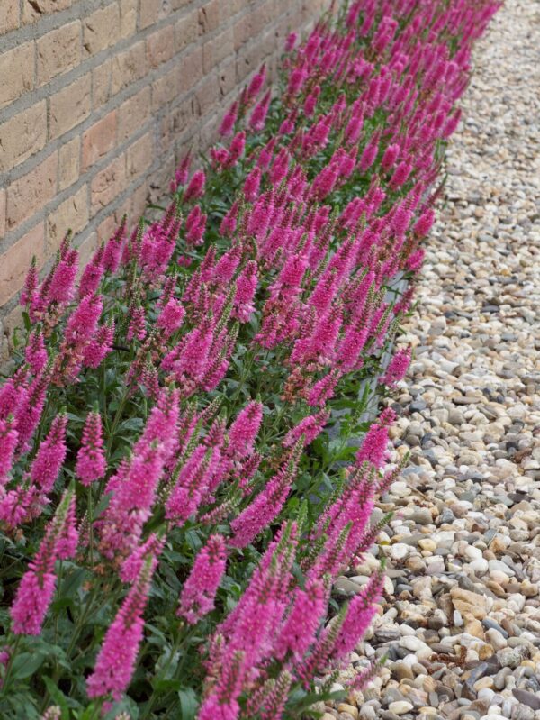 Kassisaba 'Bubblegum Candles' P17 Eestis kasvatatud