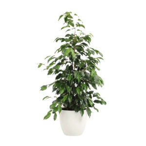 Bensoe-viigipuu ‘Danielle’ P21 75cm