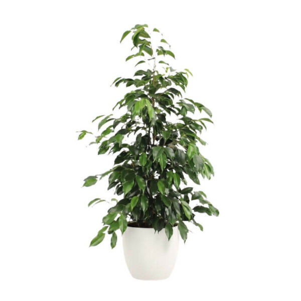 Bensoe-viigipuu 'Danielle' P21 75cm