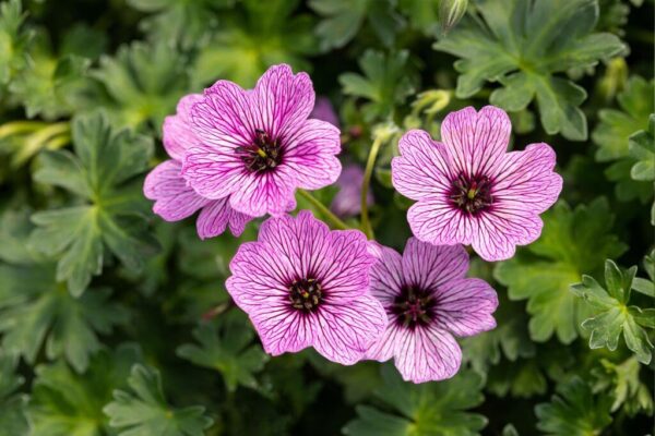 Hall kurereha 'Ballerina' P12 Eestis kasvatatud