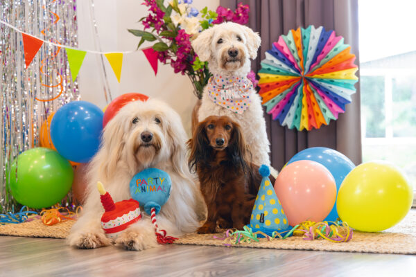 Mänguasi koerale Party Hat sinine 22cm