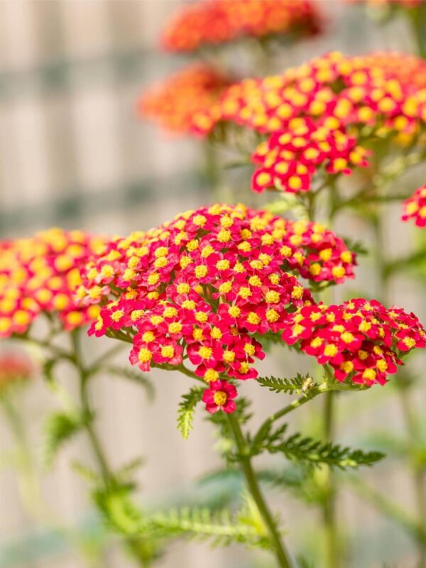 Harilik raudrohi 'Paprika' P12 Eestis kasvatatud