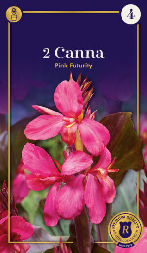 Kanna ‘Pink Futurity’ 2tk