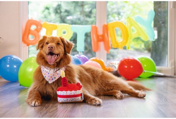 Mänguasi koerale kook 19cm