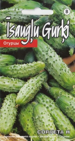 Kurk ‘Corveta H’ 1g