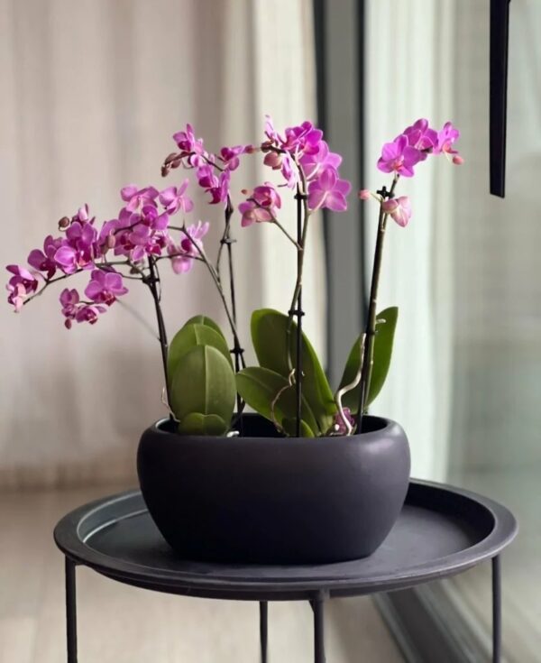 Lillepott Piano 27x17x h13cm must matt