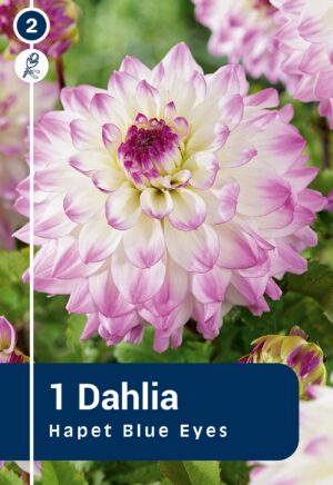 Daalia ‘Hapet Blue Eyes’ 1tk