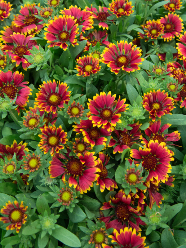 Mõrsjalill 'Orange Halo' P17 Eestis kasvatatud