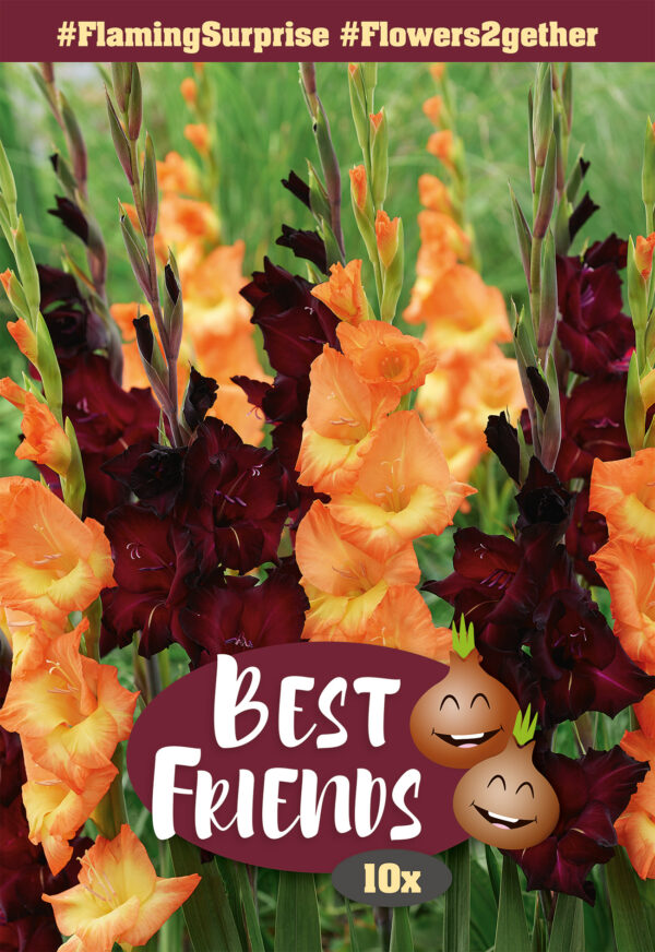 Best Friends #FlamingSurprise gladiool 10tk