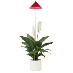 Taimelamp Sunlite 7W 120° punane