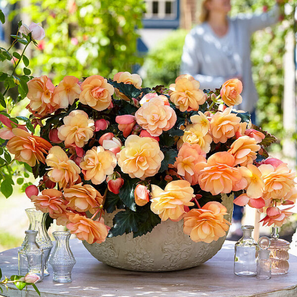 Begoonia 'Fragrant Falls® Peach' 10tk