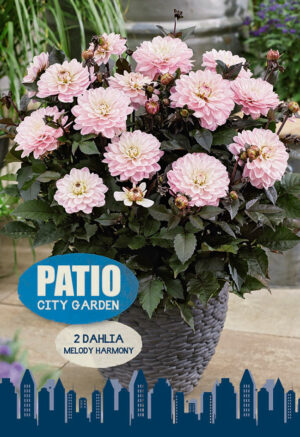 Daalia ‘Melody Harmony’ 2tk