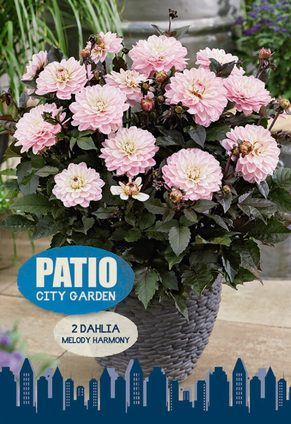 Daalia 'Melody Harmony' 2tk