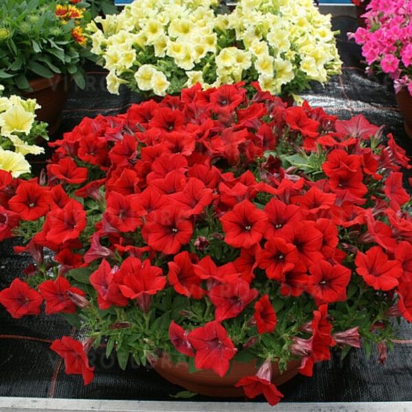 Petuunia 'Surfinia Deep Red' 10tk