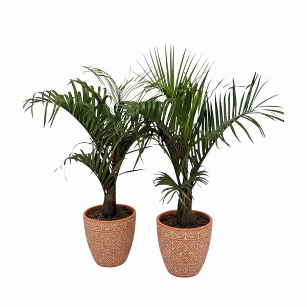 Kolmkant-pisipalm P21 70cm