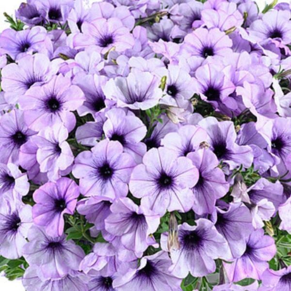 Petuunia 'Cascadias Lavender Ice' 10tk