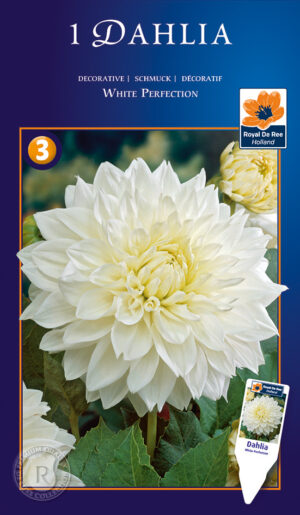 Daalia ‘White Perfection’ 1tk