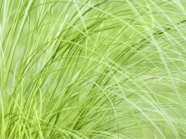 Jõhv-stepirohi 'Pony Tails' P14 Eestis kasvatatud