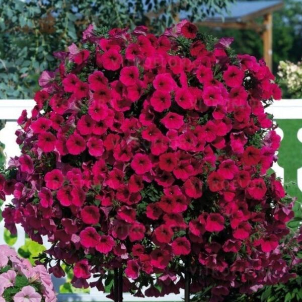 Petuunia 'Potunia™ Neon' 10tk