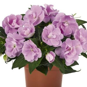 Sultan-lemmalts ‘Wild Romance Lavender’ 10tk