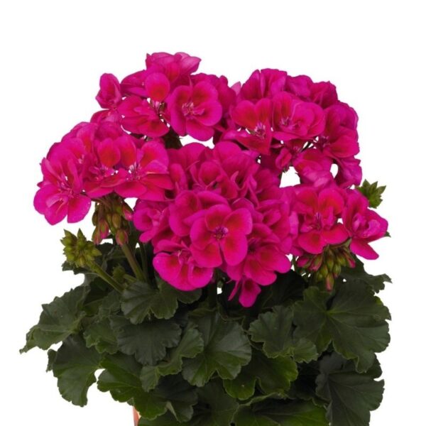 Viirpelargoon 'Savannah™ TexMex Merlot Sizzle' 10tk