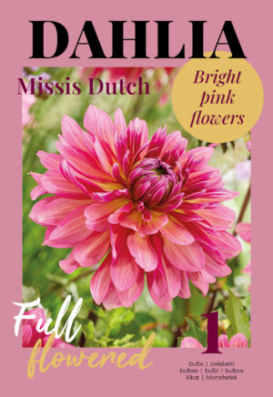Daalia ‘Missis Dutch’ 1tk