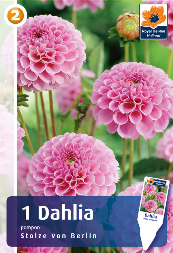 Daalia 'Stolze von Berlin' 1tk