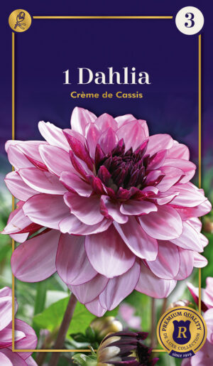 Daalia ‘Creme De Cassis’ 1tk