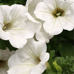 Petuunia ‘Surfinia White’ 10tk
