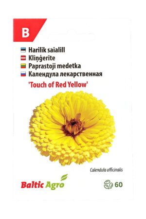 Harilik saialill ‘Touch of Red Yellow’ 60s